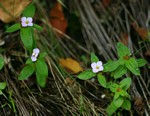 Antherotoma naudinii