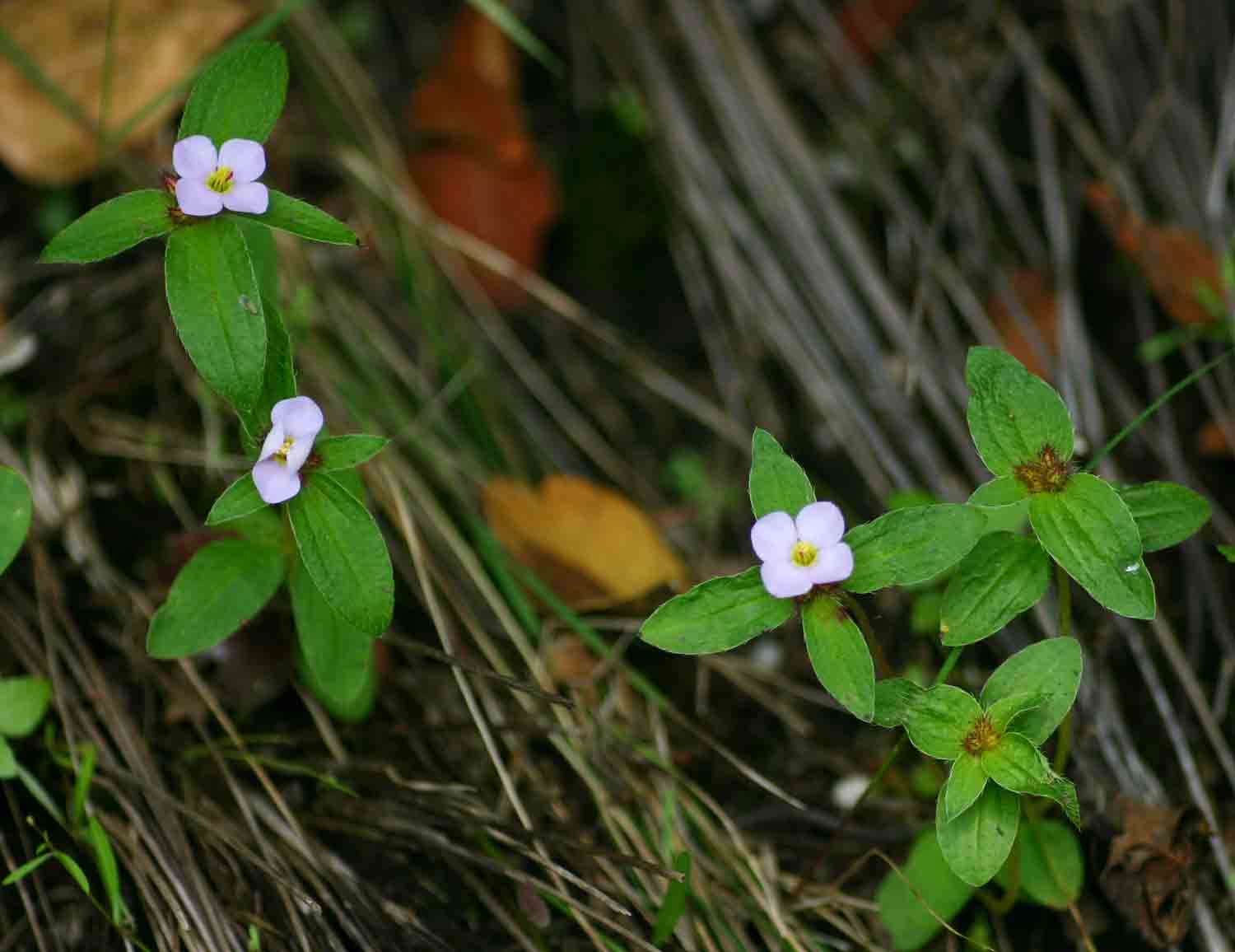 Antherotoma naudinii