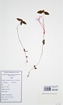 Antherotoma naudinii
