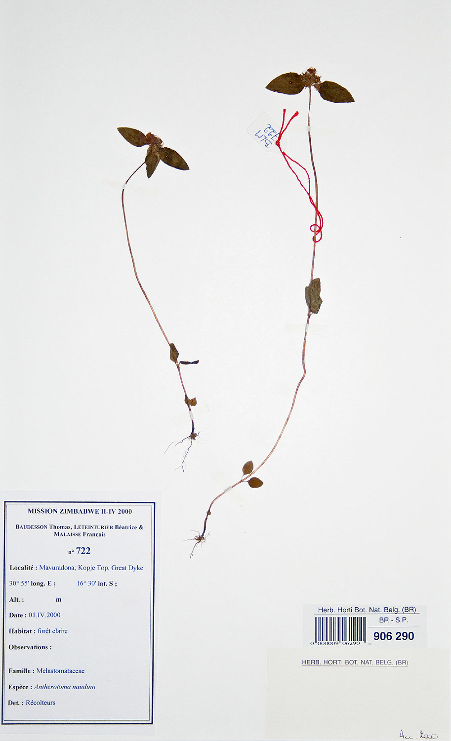 Antherotoma naudinii