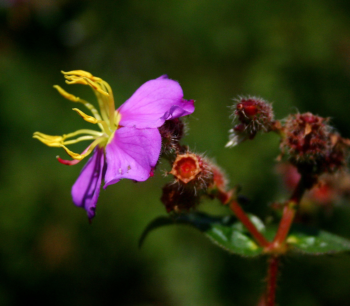 Antherotoma senegambiensis