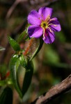 Antherotoma senegambiensis