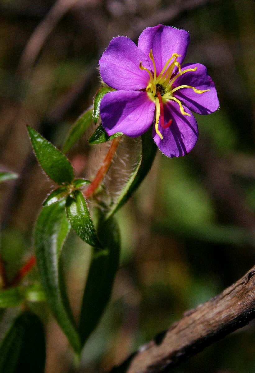 Antherotoma senegambiensis