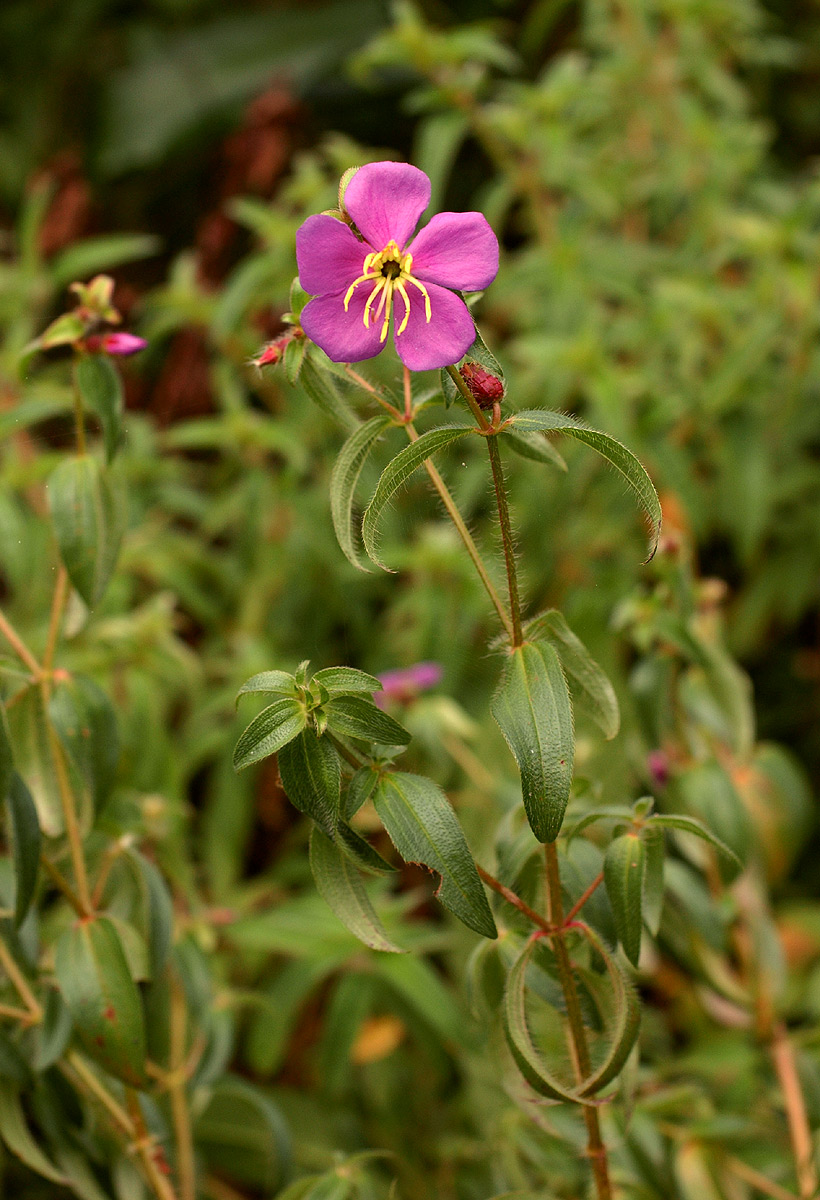 Antherotoma senegambiensis