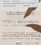 Antherotoma senegambiensis