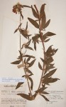 Antherotoma senegambiensis