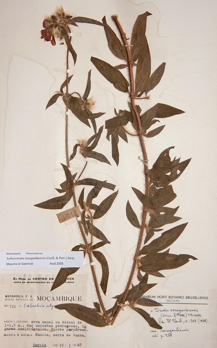Antherotoma senegambiensis