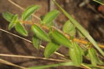 Antherotoma senegambiensis
