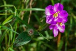 Antherotoma senegambiensis
