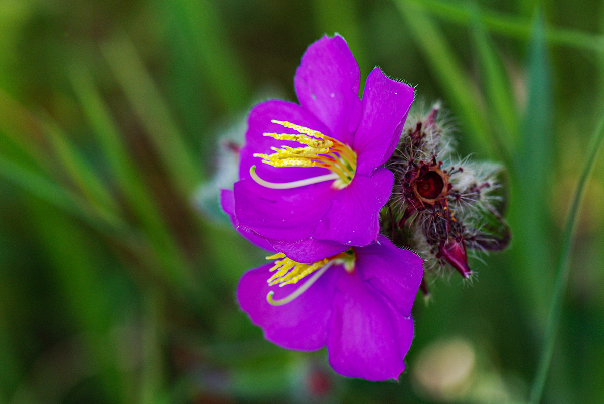 Antherotoma senegambiensis