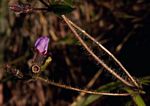 Antherotoma senegambiensis