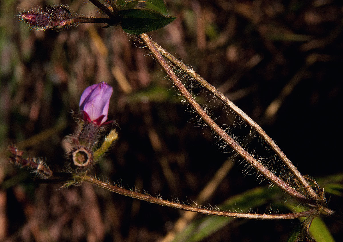 Antherotoma senegambiensis