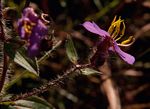 Antherotoma senegambiensis