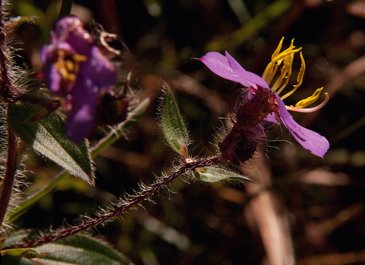 Antherotoma senegambiensis