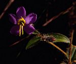 Antherotoma senegambiensis