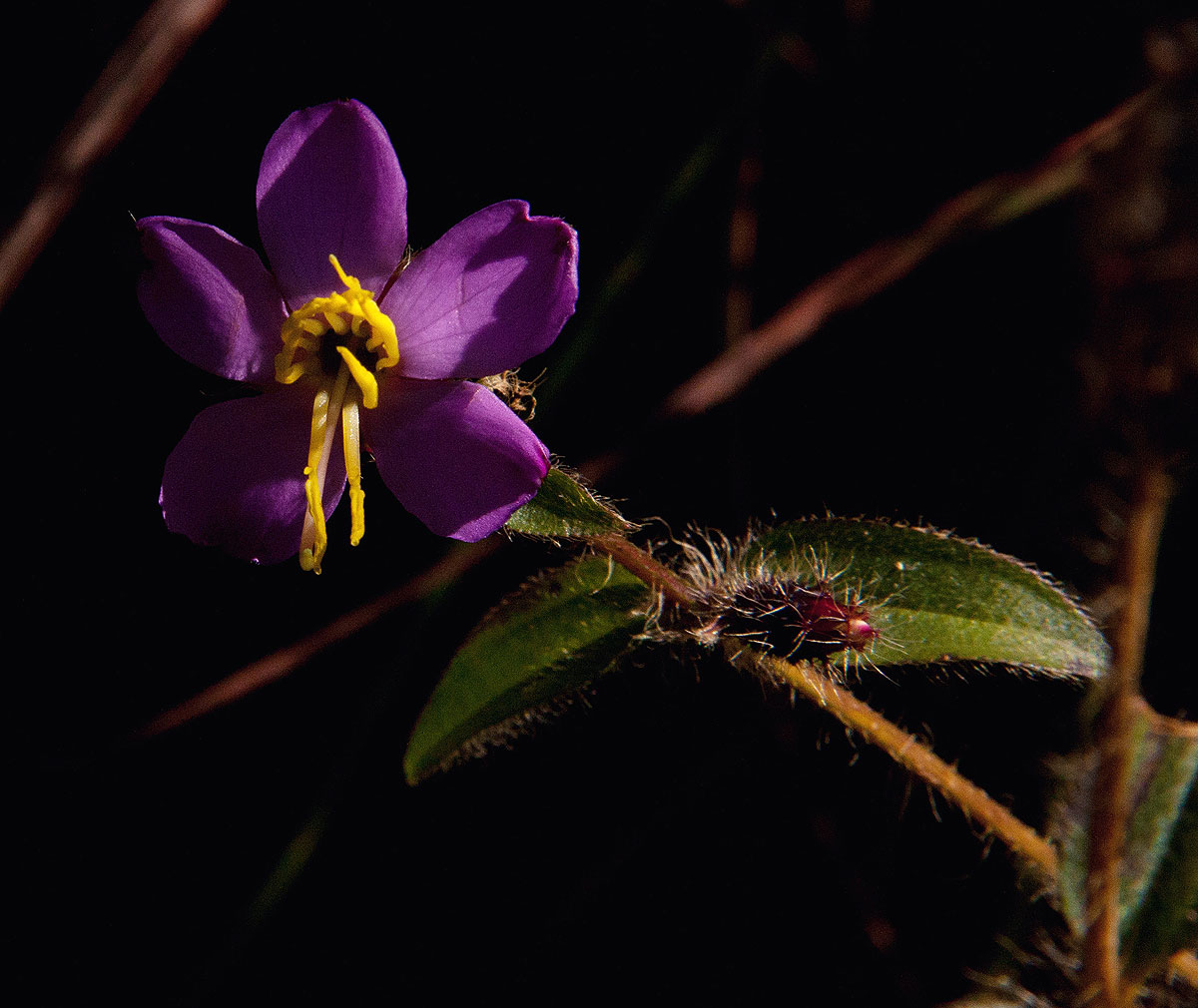 Antherotoma senegambiensis