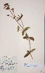 Antherotoma senegambiensis