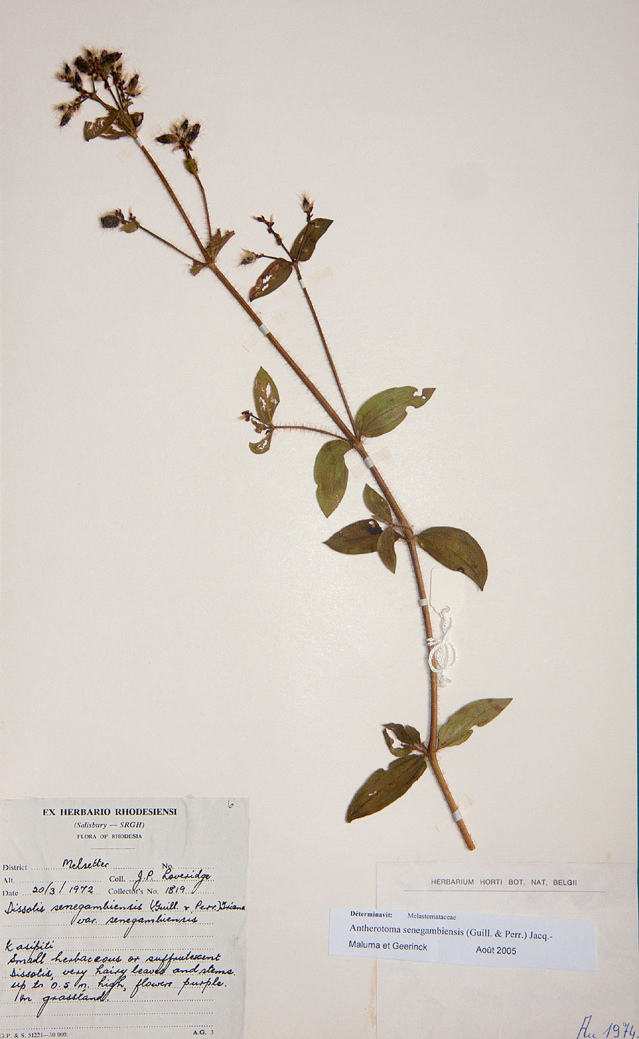 Antherotoma senegambiensis