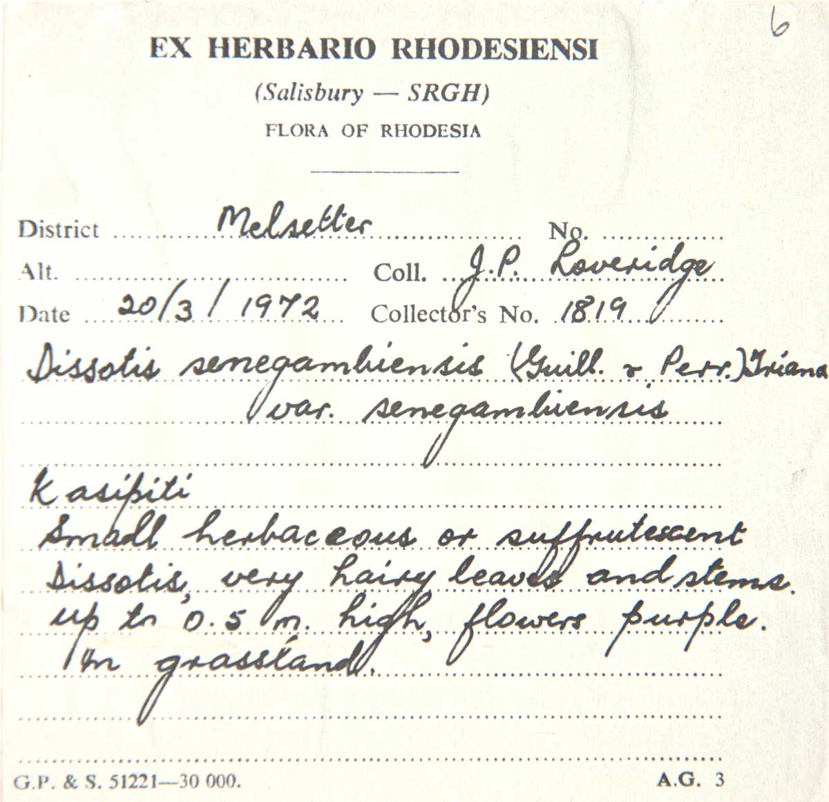 Antherotoma senegambiensis