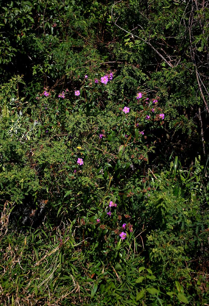 Antherotoma senegambiensis