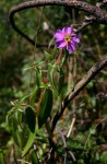 Antherotoma senegambiensis