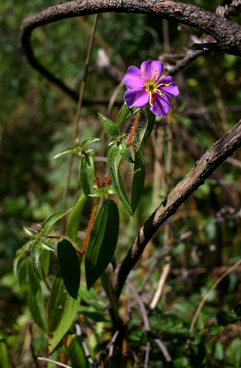 Antherotoma senegambiensis