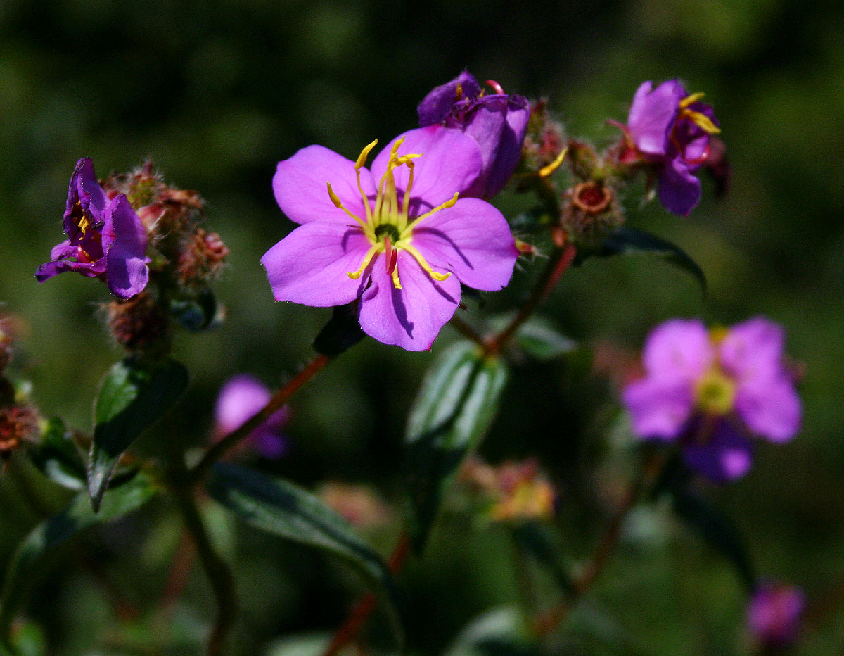 Antherotoma senegambiensis