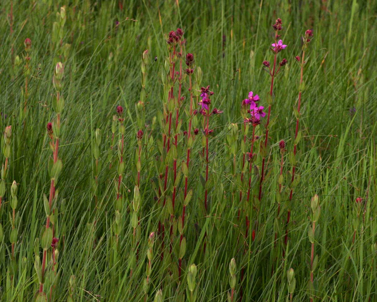 Heterotis canescens