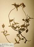 Antherotoma phaeotricha