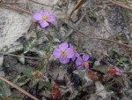 Antherotoma phaeotricha