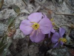 Antherotoma phaeotricha