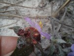 Antherotoma phaeotricha