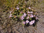 Antherotoma phaeotricha
