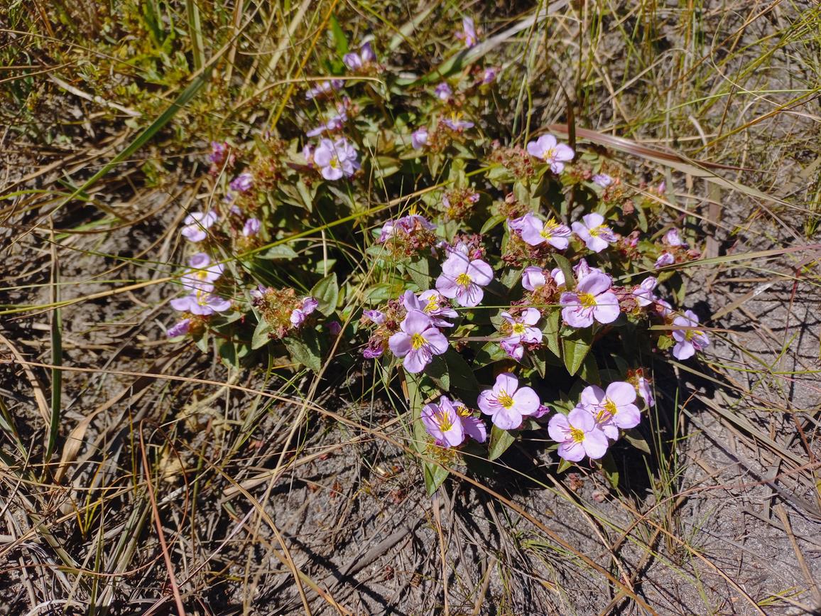 Antherotoma phaeotricha