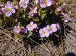 Antherotoma phaeotricha