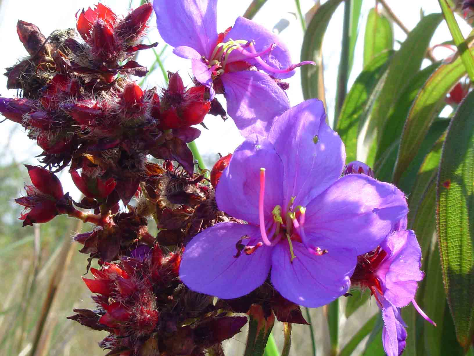 Dissotis princeps var. princeps