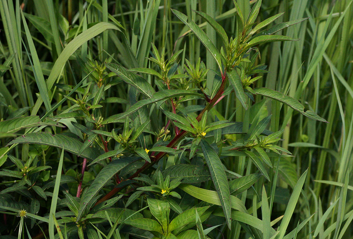 Ludwigia abyssinica