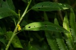 Ludwigia abyssinica