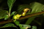 Ludwigia abyssinica