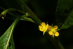 Ludwigia abyssinica