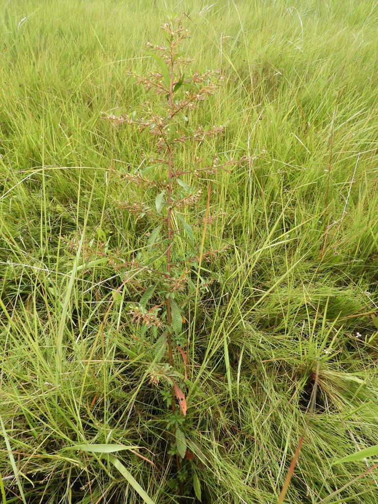 Ludwigia abyssinica