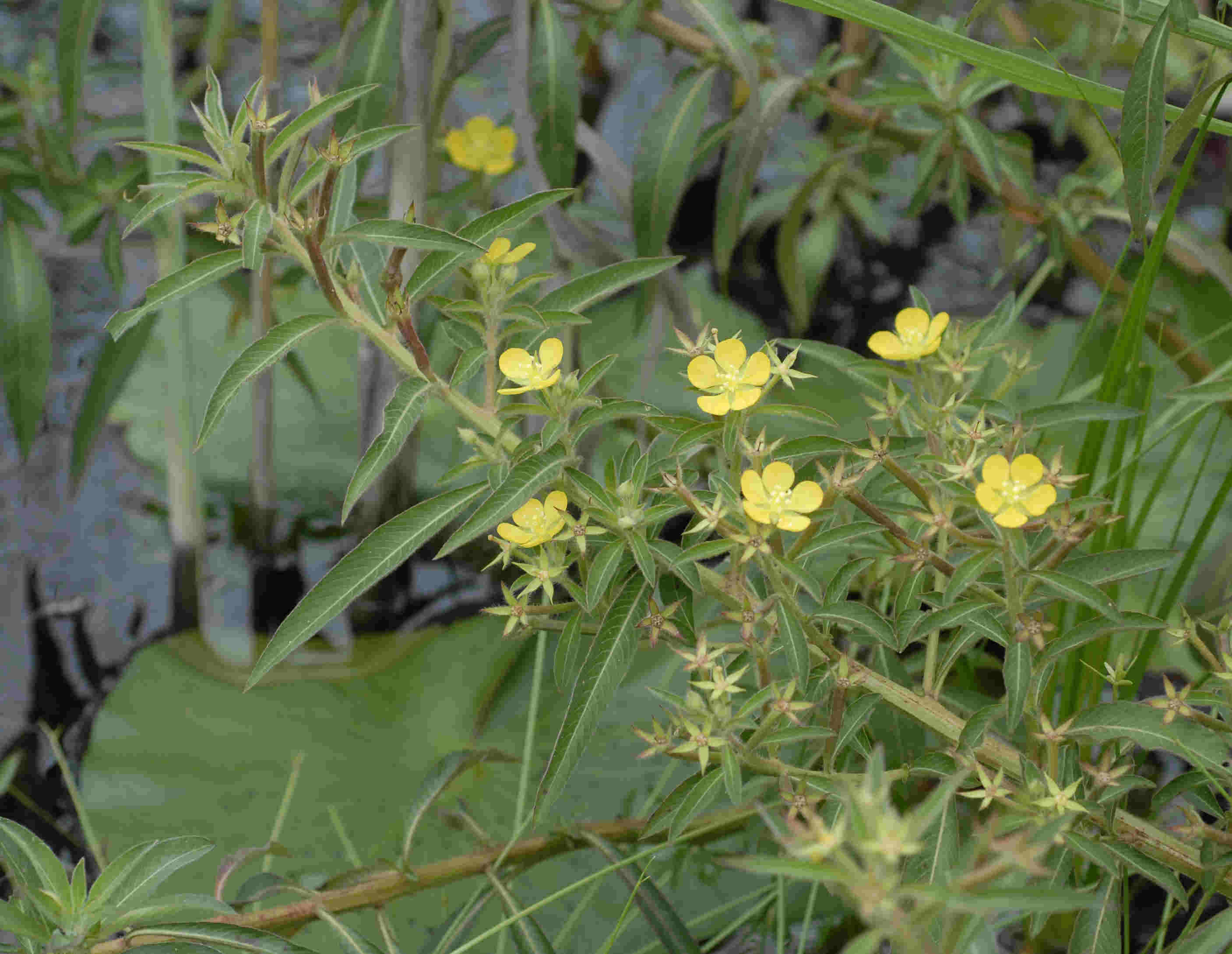 Ludwigia leptocarpa