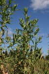Epilobium hirsutum