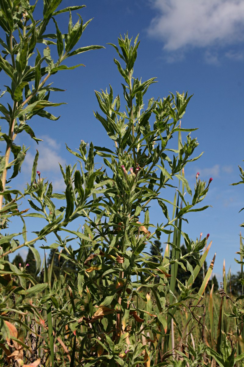 Epilobium hirsutum