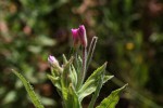Epilobium hirsutum