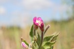 Epilobium hirsutum