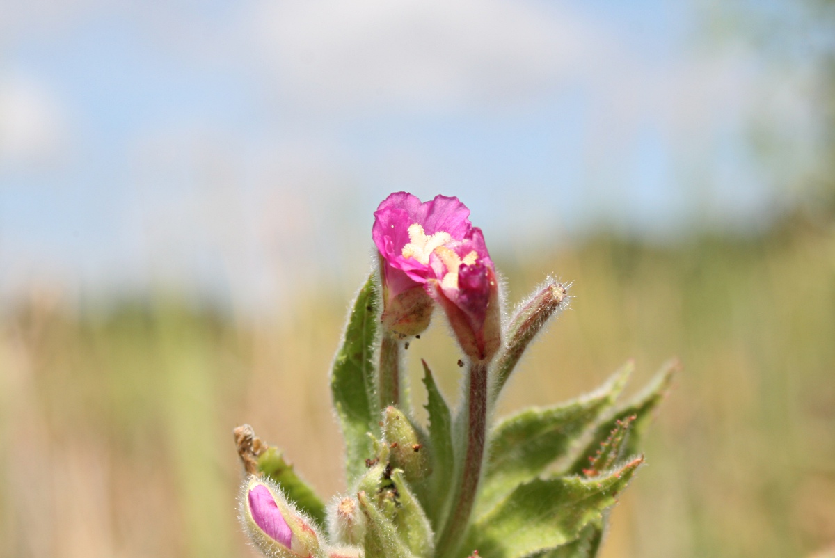 Epilobium hirsutum