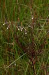 Epilobium salignum