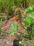 Gunnera perpensa