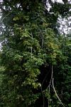 Astropanax goetzenii